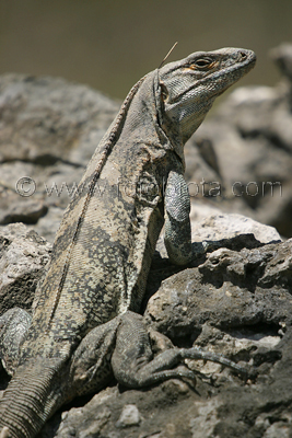       Ctenosaura similis