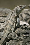 Black Spiny-tailed Iguana    Ctenosaura similis