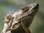 Black Spiny-tailed Iguana    Ctenosaura similis