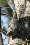 Black Spiny-tailed Iguana    