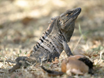 Black Spiny-tailed Iguana    