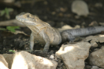 Black Spiny-tailed Iguana    