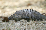 Black Spiny-tailed Iguana    Ctenosaura similis