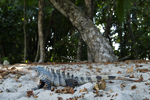 Black Spiny-tailed Iguana    