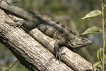 Black Spiny-tailed Iguana    