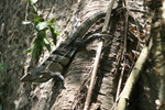 Black Spiny-tailed Iguana    Ctenosaura similis