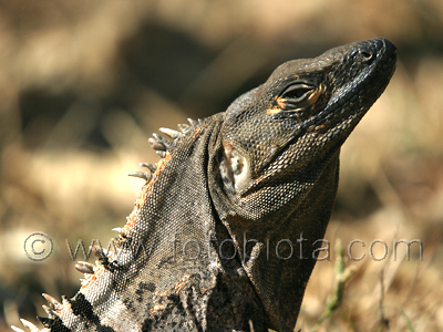       Ctenosaura similis