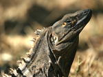 Black Spiny-tailed Iguana    Ctenosaura similis