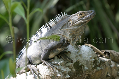       Ctenosaura similis