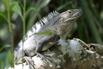 Black Spiny-tailed Iguana    Ctenosaura similis