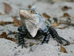 Black Spiny-tailed Iguana    