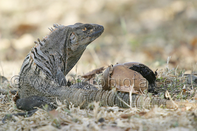       Ctenosaura similis