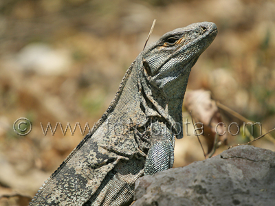       Ctenosaura similis