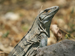 Black Spiny-tailed Iguana    Ctenosaura similis