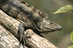 Black Spiny-tailed Iguana    