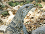 Black Spiny-tailed Iguana    