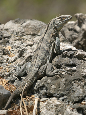       Ctenosaura similis