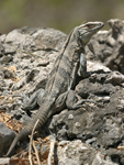 Black Spiny-tailed Iguana    