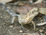 Black Spiny-tailed Iguana    