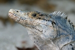 Black Spiny-tailed Iguana    Ctenosaura similis