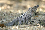 Black Spiny-tailed Iguana    Ctenosaura similis