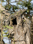 Black Spiny-tailed Iguana    