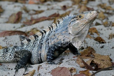       Ctenosaura similis