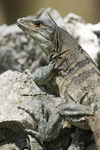 Black Spiny-tailed Iguana    Ctenosaura similis