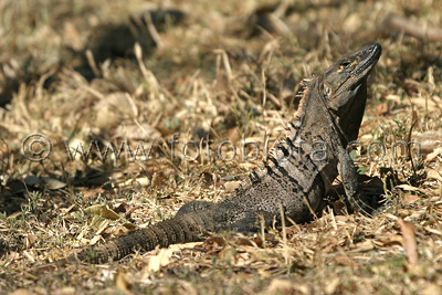       Ctenosaura similis