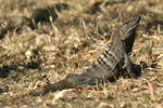 Black Spiny-tailed Iguana    