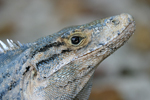 Black Spiny-tailed Iguana    Ctenosaura similis