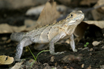 Black Spiny-tailed Iguana    Ctenosaura similis