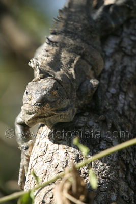       Ctenosaura similis