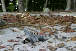 Black Spiny-tailed Iguana    