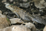 Black Spiny-tailed Iguana    