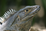 Black Spiny-tailed Iguana    