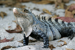 Black Spiny-tailed Iguana    