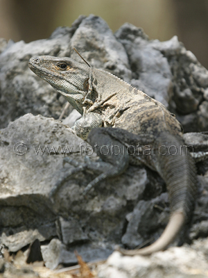       Ctenosaura similis