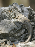 Black Spiny-tailed Iguana    Ctenosaura similis