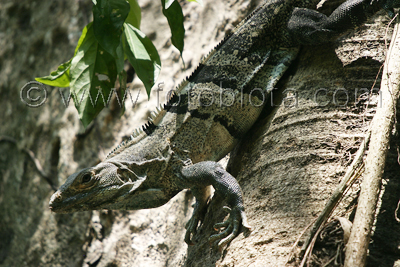       Ctenosaura similis