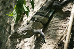 Black Spiny-tailed Iguana    Ctenosaura similis