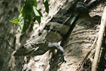 Black Spiny-tailed Iguana    