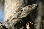 Black Spiny-tailed Iguana    Ctenosaura similis