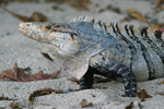 Черна шипоопашата игуана    Ctenosaura similis
