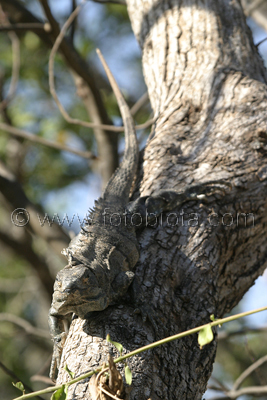       Ctenosaura similis