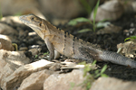 Black Spiny-tailed Iguana    