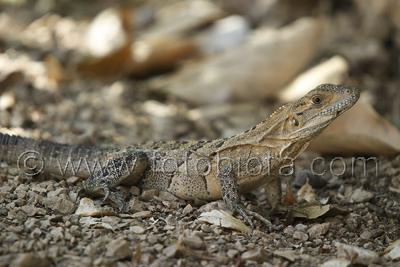       Ctenosaura similis