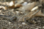 Black Spiny-tailed Iguana    Ctenosaura similis