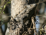 Black Spiny-tailed Iguana    Ctenosaura similis