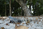 Black Spiny-tailed Iguana    